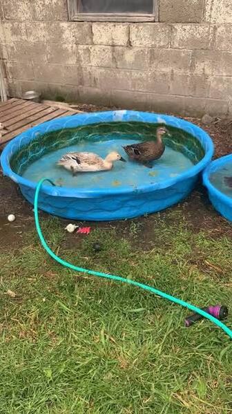 ducky.jpg